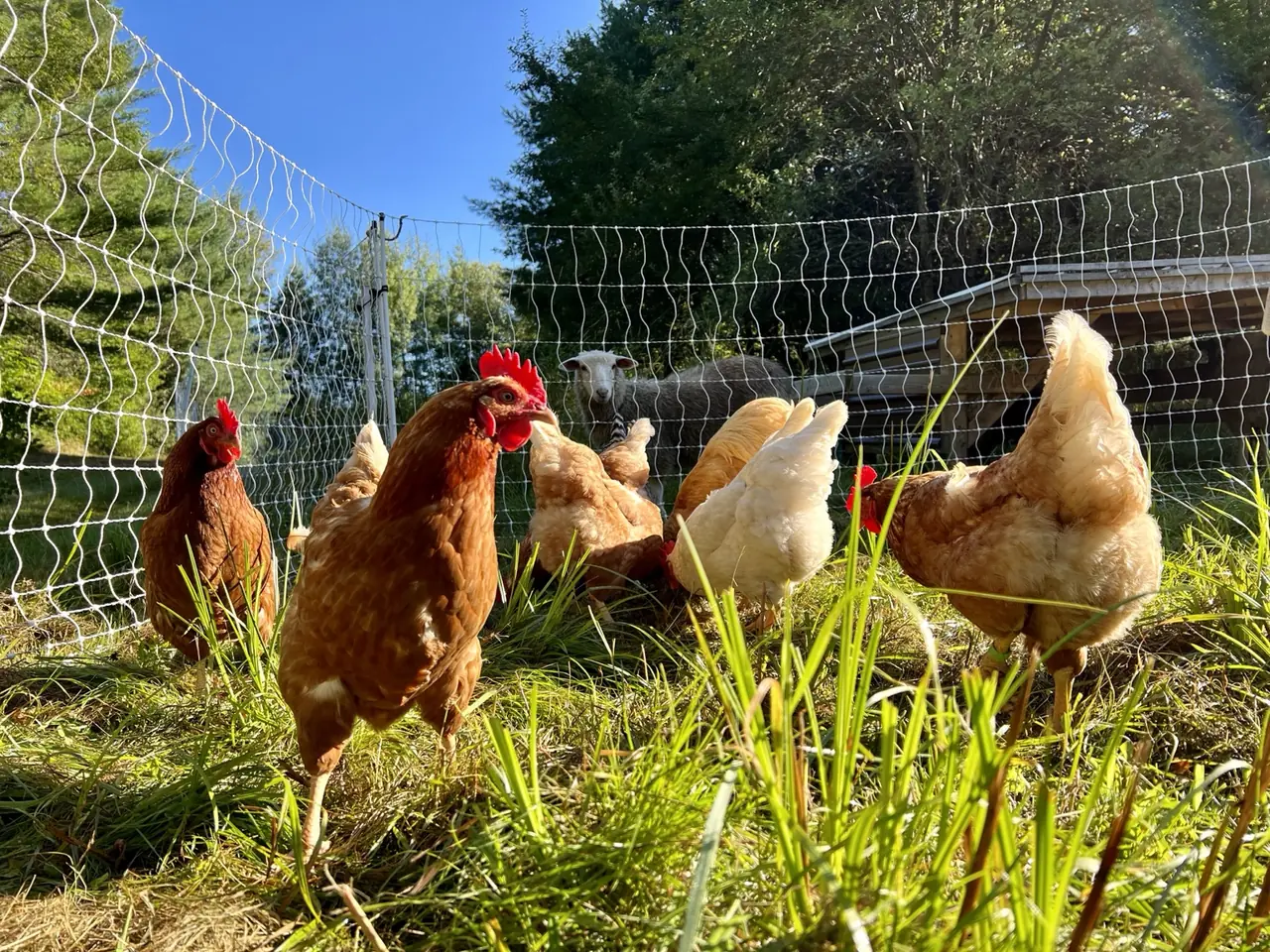Chickens foraging in long grass with a sheep watching from behind the fence